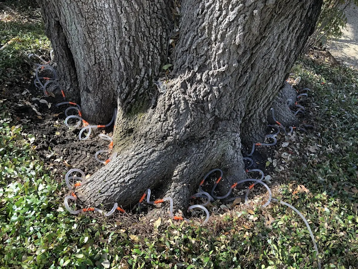 Detailed Tree Cabling and Bracing job site in Hobart